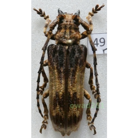 Xylorhiza adusta (Wiedemann, 1819) Malaysia 39mm49